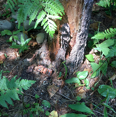 Truck at base of tree